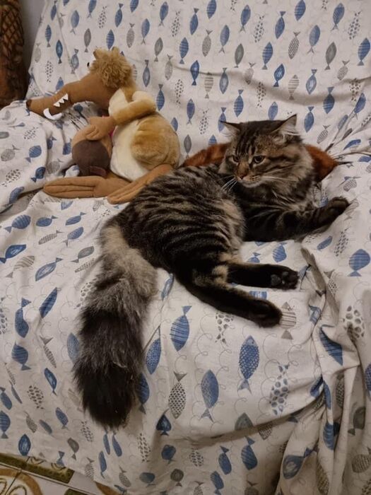 gatto di 1 anno dal pelo lungo tigrato marrone e nero