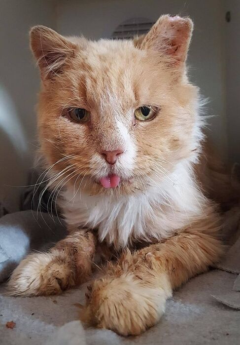 Gatto senior di 9 anni dal pelo lungo arancione e bianco